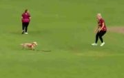 Dog stops play. (Photo Source: Ireland Women’s Cricket/Twitter)