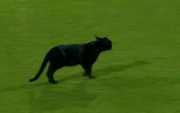 Black Cat (Pic Source-X)